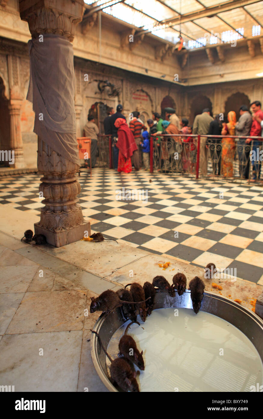 rats-drink-milk-inside-the-karni-mata-temple-in-deshnoke-bikaner-rajasthan-BXY749.jpg