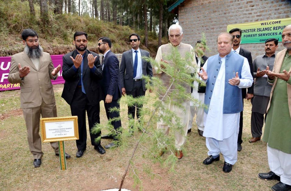 Reforestation in Punjab.JPG