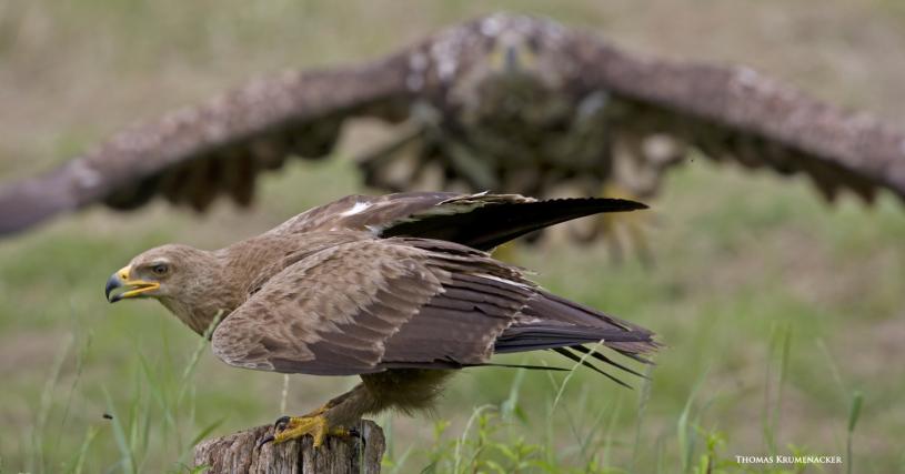 schreiadler-und-seeadler1147.jpg