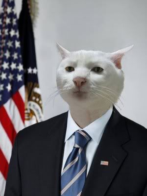 serious_cat_in_suit-14343.jpg