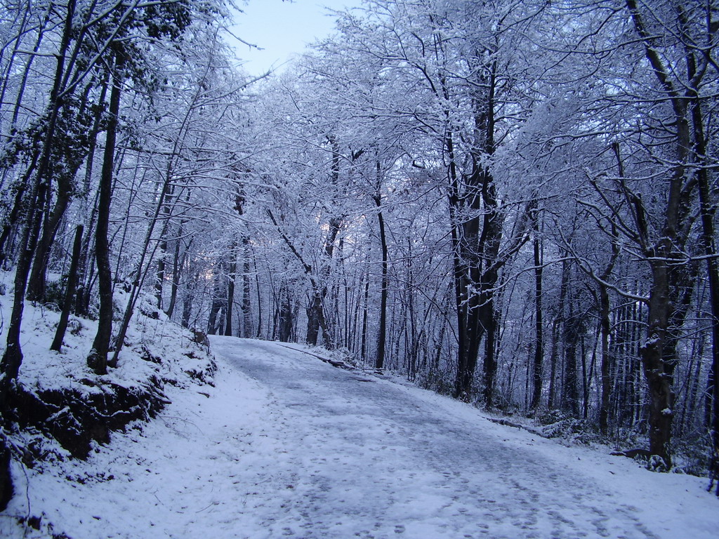 shangla (2).jpg