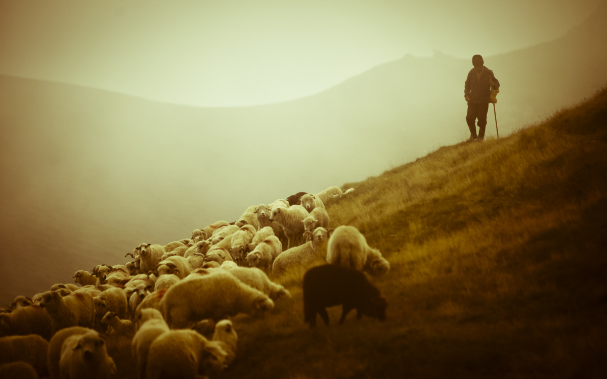 shepherd-sheep-12.jpg