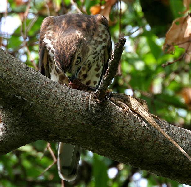 Shikra_(Accipiter_badius)_with_a_Garden_Lizard_W2_IMG_8979.jpg