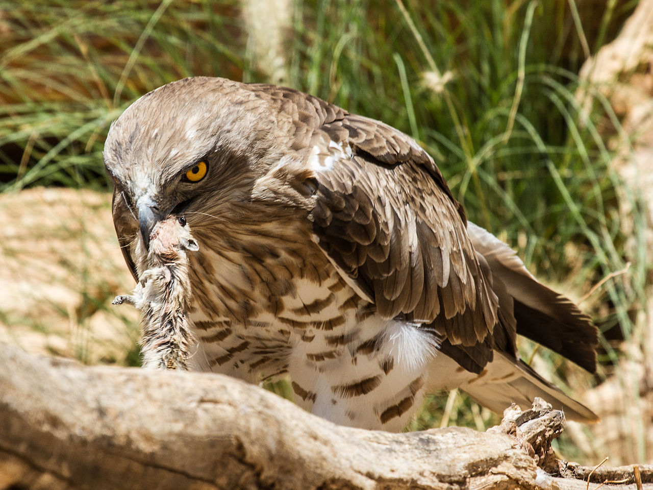 Short-toed_Eagle_with_rat.jpg