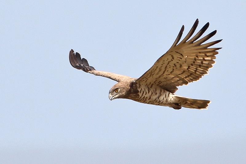 Short_Toed_Snake_Eagle_In_Flight.jpg