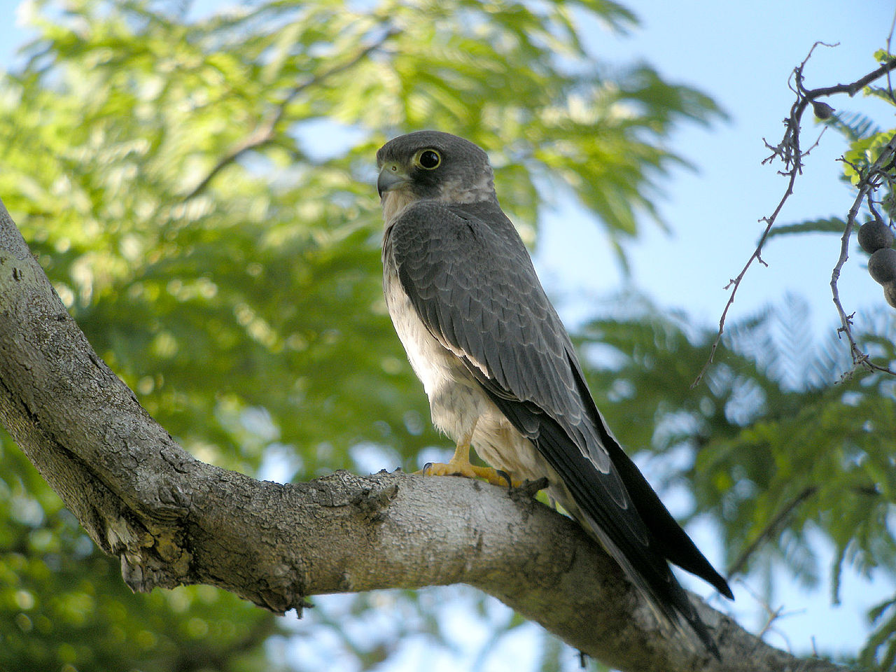 Sooty_Falcon,_Allée_des_Baobabs_near_Morondava,_Madagascar.jpg