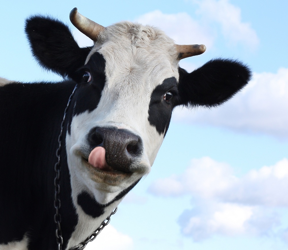 storyimages_1331829918_cow.jpg