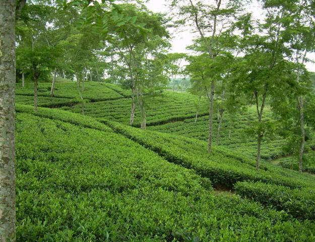 TeaGarden in Sylhet, Bangladesh (1).jpg