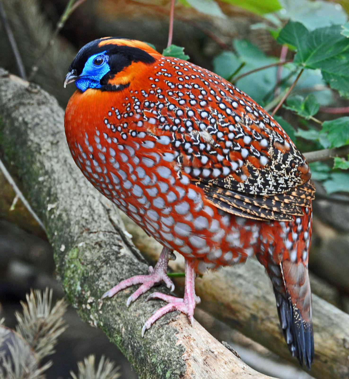 temmnicks_tragopan_1_-148152.jpg