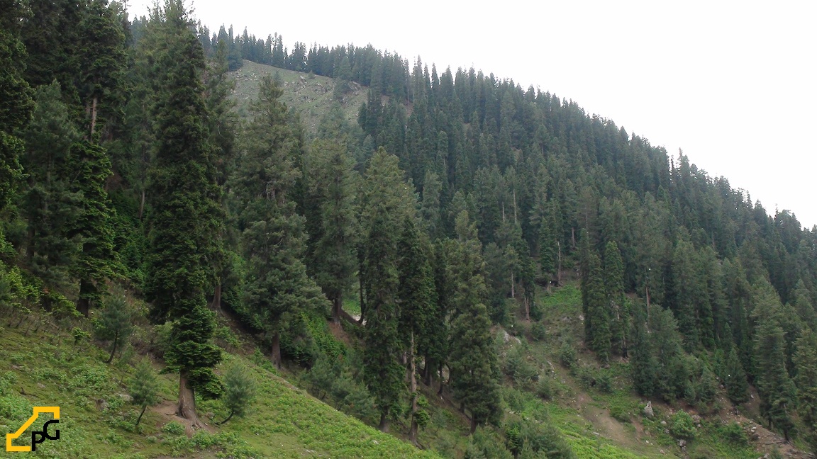 Temperate-Forests-of-Naran-Pakistan.jpg