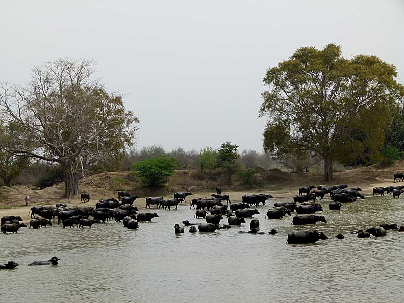 temple-pond2.jpg