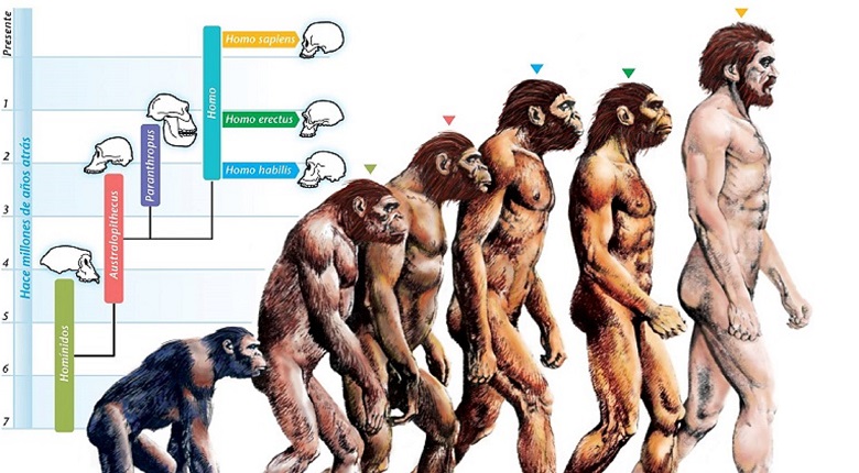 The-role-of-processing-food-in-human-evolution-1.jpg