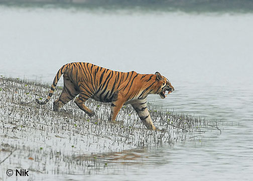 tiger_sundarbans.jpg