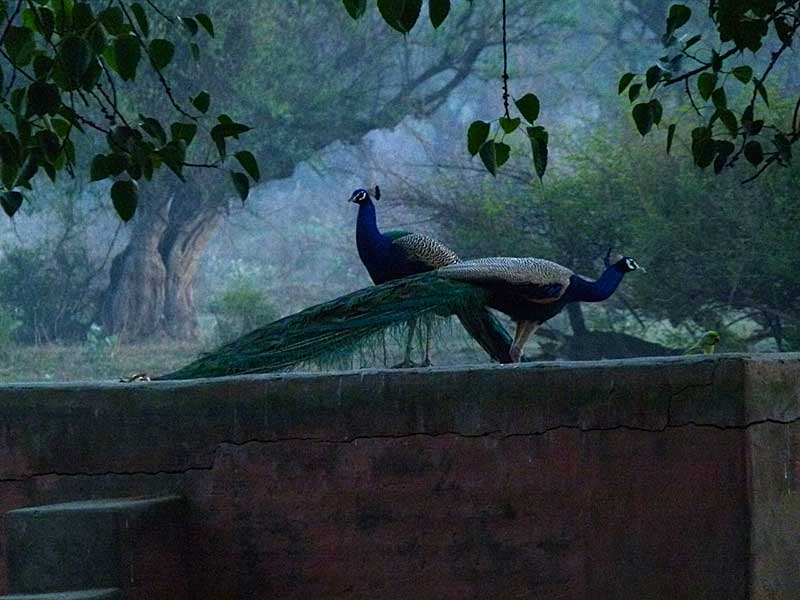 too-early-for-pic-peacocks.jpg