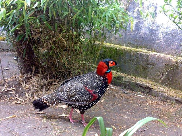 tragopan.jpg