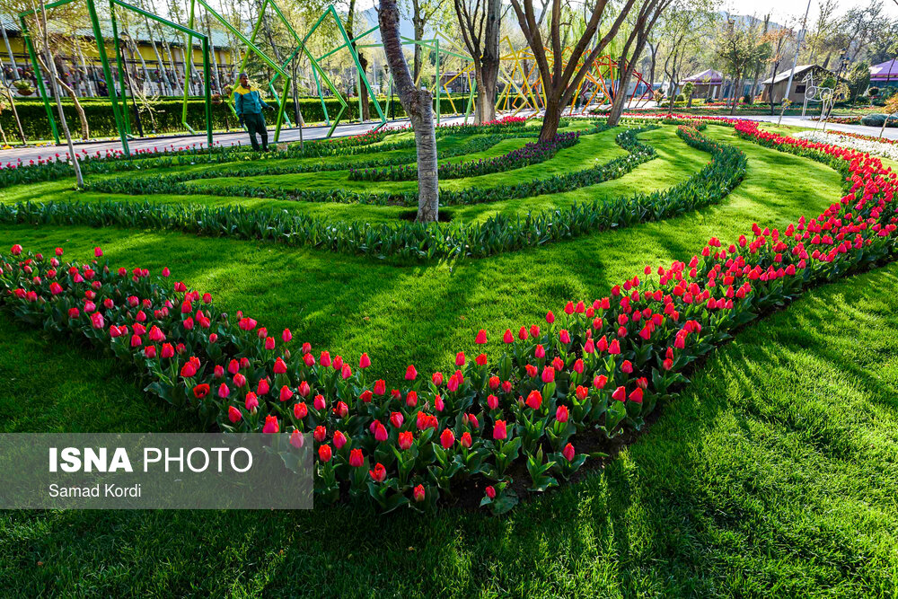 tulips-alborz-15.jpg