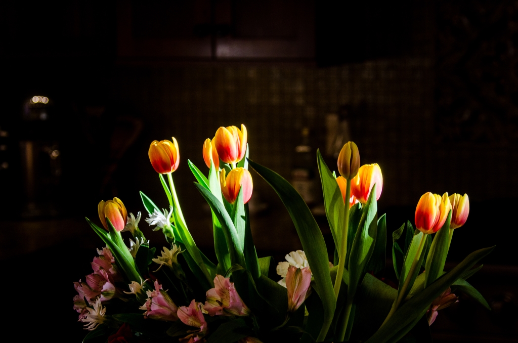 Tulips in Sunlight.jpg