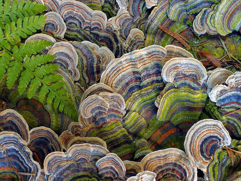 turkey-tail-fungus_85296_990x742.jpg