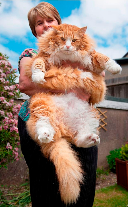 Ulric A 30-Pound Cat (UK).png