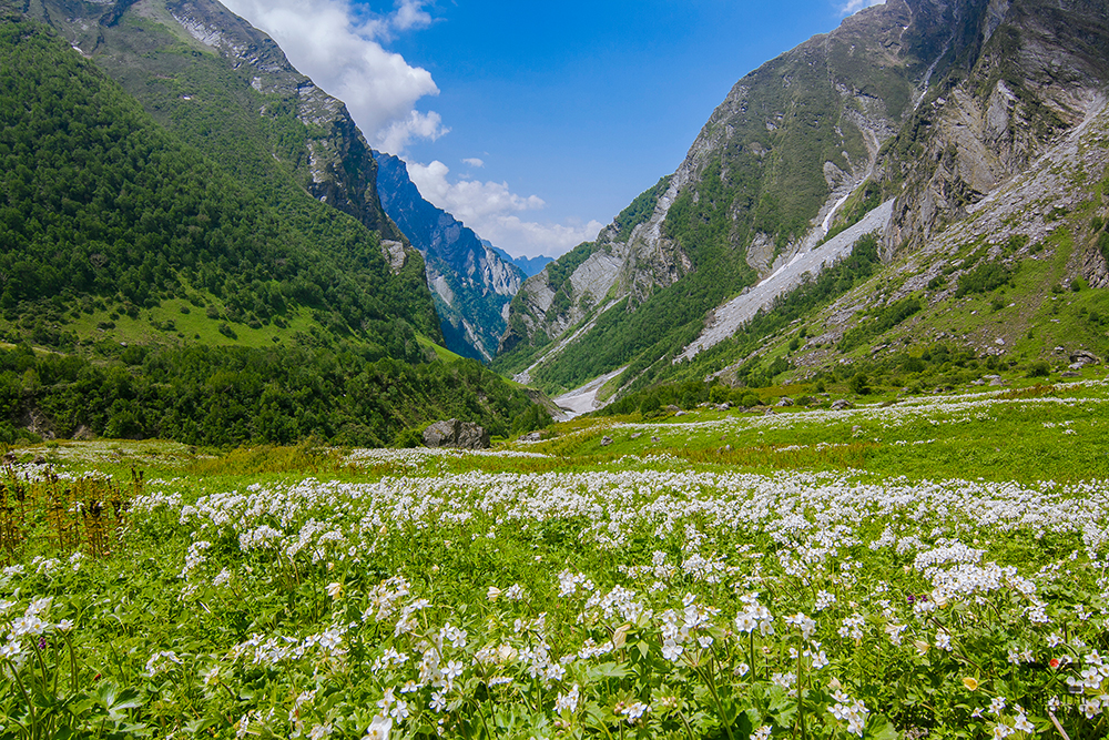 valley-of-flowers-7039558.jpg