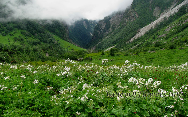 Valley-of-flowers-picture-Anemone-Tetrasepla.jpg