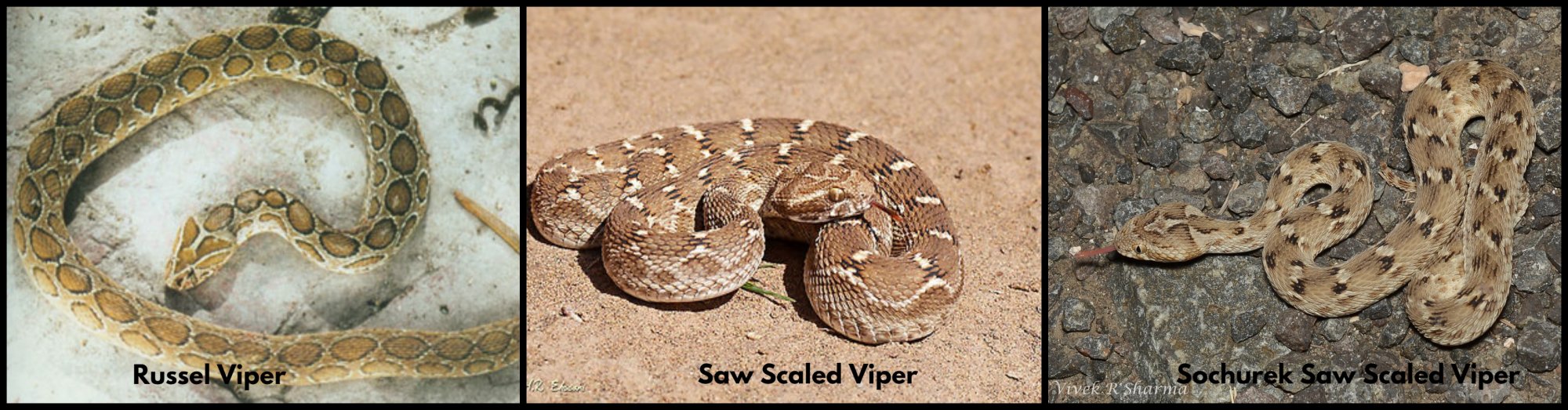 Viper 1.jpg