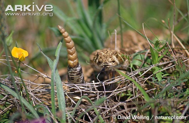 Western-diamond-backed-rattlesnake-in-grass.jpg