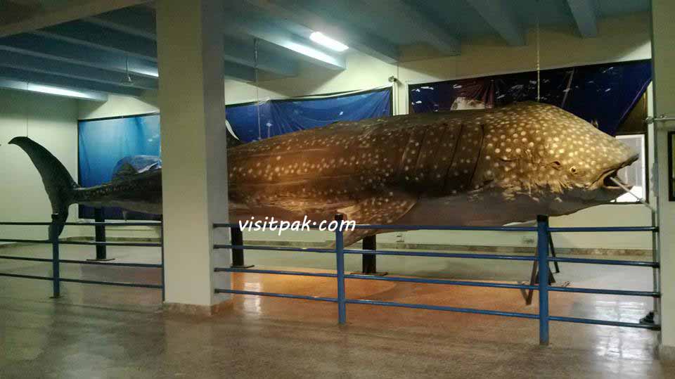 whale-in-islamabad.jpg