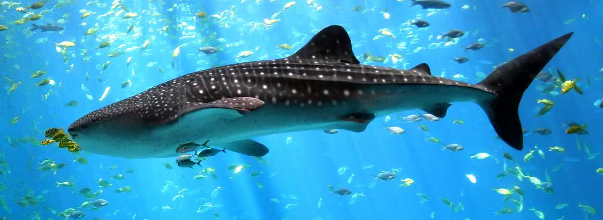 Whale-shark-enhanced_20180918113409.jpg