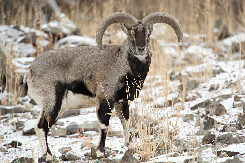 Wildlife+Portraits+-+Blue+Sheep+Male+4.jpg