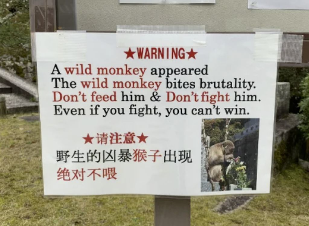 WildMonkey.jpg