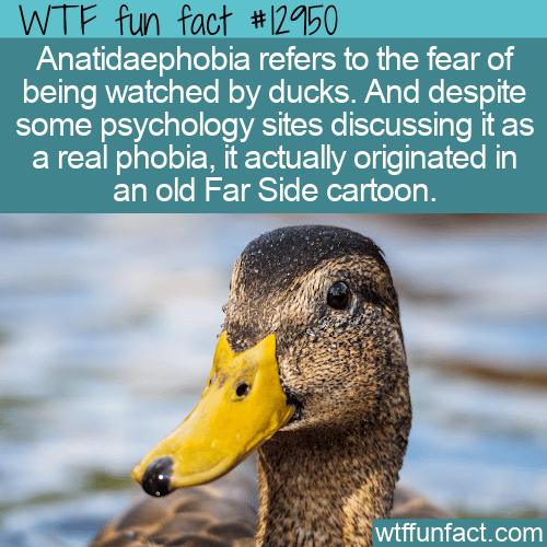 WTF-Fun-Fact-Anatidaephobia.png