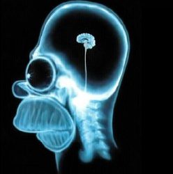 xray-of-homer-simpsons-tiny-brain-248x250.jpg