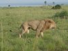 3-leg-lion-at-the-murchison-falls.jpg