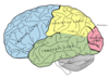 brain-diagram-03[1].png