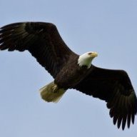 baldeagle71