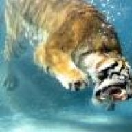 Tigershark