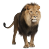 smartlion