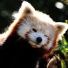 Ailurus fulgens