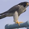 Peregrine_Falcon