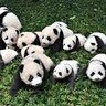 GiantPanda