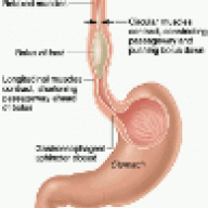 peristalsiso