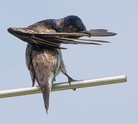 featherpreening-wr-161.jpg