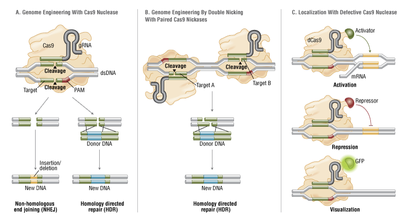 FA_Cas9_Fig2_Cas9forGenomeEditing.png