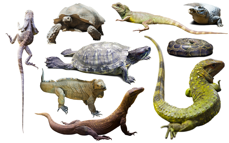 reptiles.png