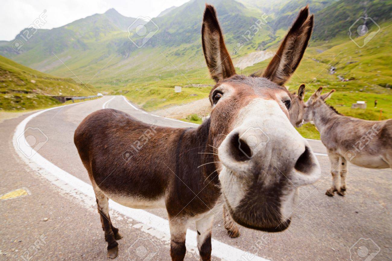 61044117-funny-donkey-on-transfagarasan-road-in-romanian-mountains.jpg