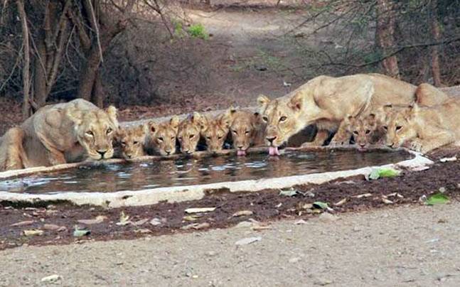 lions-story,-facebook_647_060116012704.jpg