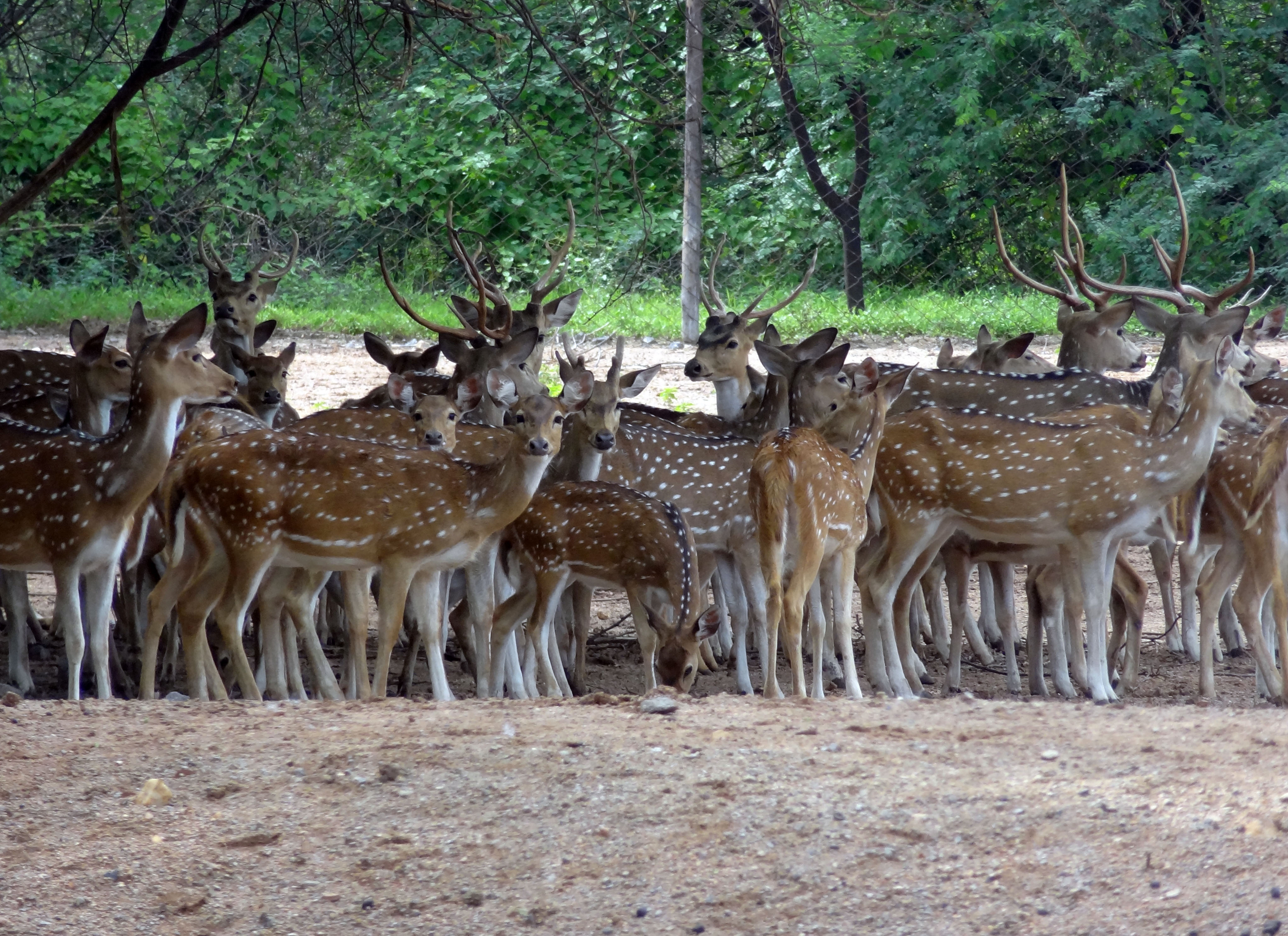 Deer_Park_at_Karimnagar.JPG