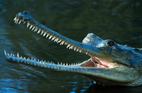 Indian+Gharial.jpg