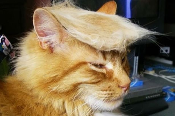 cat-trump-hair.jpg